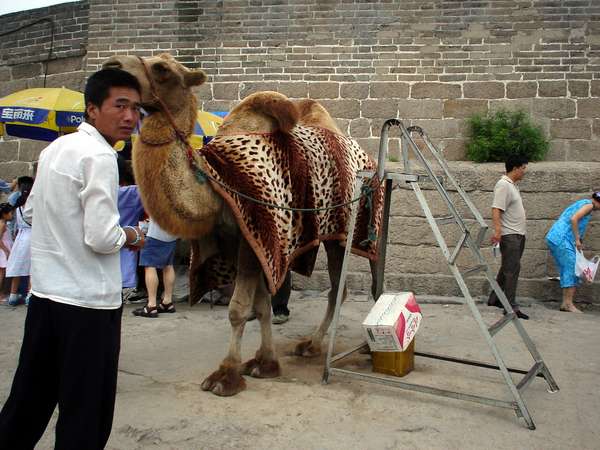 photo of China, Beijing (Peking, Pekin), Badaling scenic spot, if a ride down on the Toboggan-Ride from the Chinese Great Wall is nothing for you, maybe a picture of you on top of this camel could be your most memorable memory of the Wall