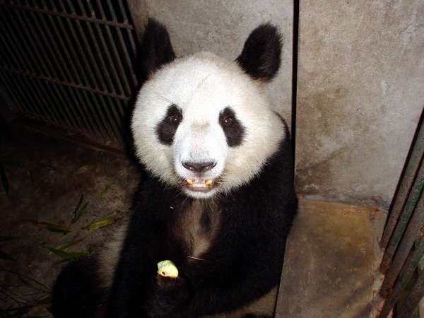 photo of China, Sichuan province, Chengdu, Panda eating his lunch of bamboo at the Giant Panda Reserve