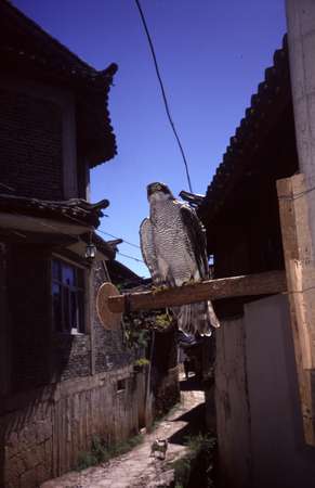 photo of China, Yunnan province, Lijiang, old cobbled street with hunting falcon, old Chinese men of the Naxi minority like to proudly walk around in the streets of this beautifully preserved village with their falcons 