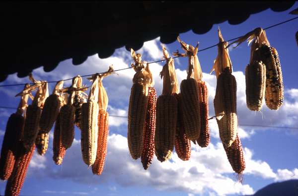 photo of China, Yunnan Province, Weixi village, corn hanging in the sun