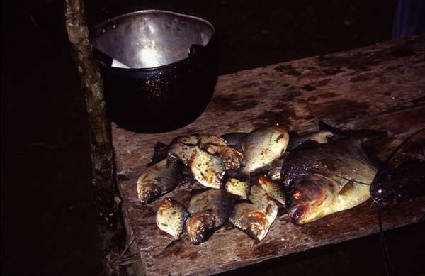 photo of Ecuador, Amazon rain forest, piranha's (pirana's) ready to be served for dinner