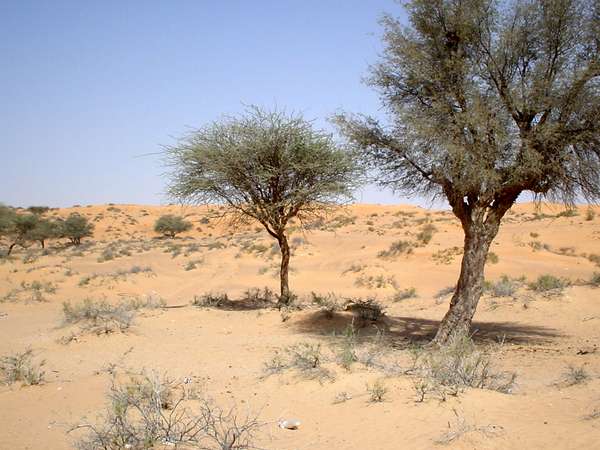 photo of United Arab Emirates, desert trees