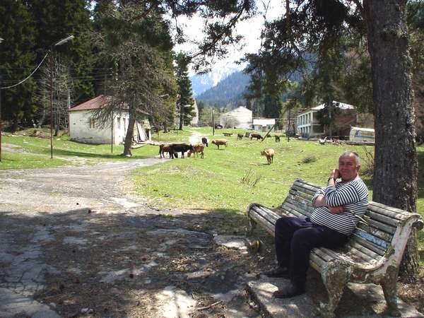 photo of Republic of Georgia, Racha, around Oni, cows in the garden park of the Shovi (Showshi) Kurort and holiday resort