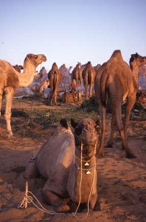 photo of India, Rajasthan, camels on Pushkar Mela, large Camel market and fair in the Thar desert just outside Pushkar