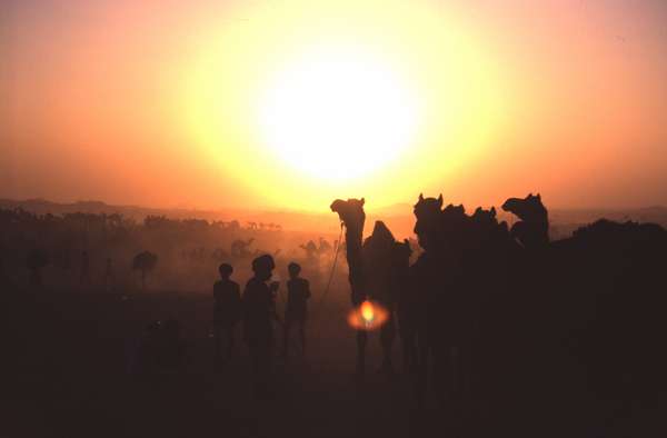 photo of India, Rajasthan, camels on Pushkar Mela, large Camel market and fair in the Thar desert just outside Pushkar