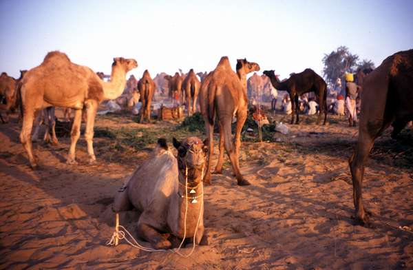 photo of India, Rajasthan, camels in the Thar desert on the Pushkar camel market