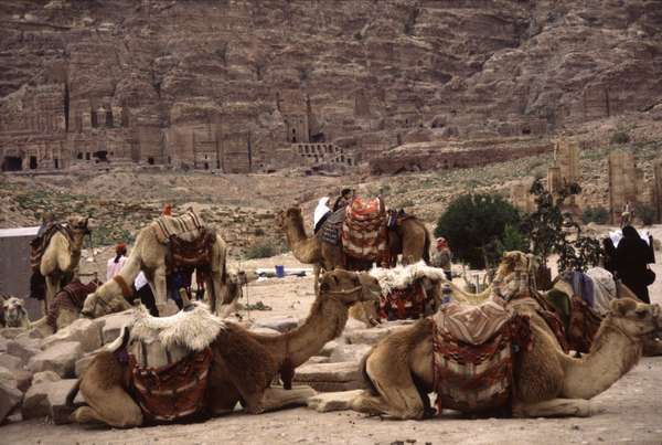 photo of Jordan, camels in the Nabatean city of Petra, the rose red city, Petra was the capital of the Nabateans, Arabs who dominated the lands of Jordan during pre-Roman times, and carved this complex of temples, tombs and elaborate buildings out of solid rock
