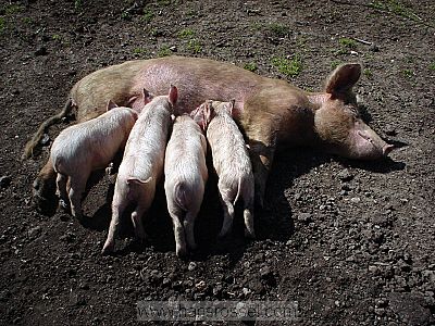 photo of four little baby pigs feeding on the mother pig