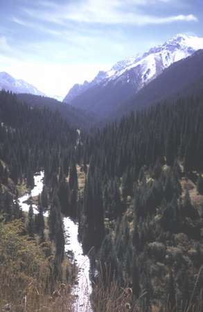 photo of kyrgyzstan, aroudn Karakol, pine trees and river along the walking path up to Altyn Arashan