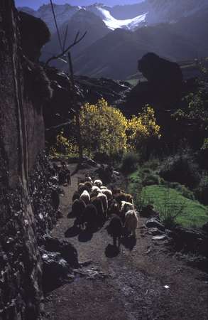photo of Morocco, high Atlas, around mount Toubkal, sheep and berber mountain village