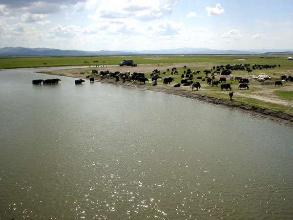 photo of Mongolia, Mongolian landscape with yaks taking a bath in a river along the road from Ulaanbaatar to Kharkhorin - Karakorum