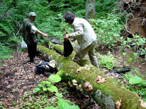 photo of Russia, around Sochi, on a mushroom picking excursion in the forest, a favorite hobby of many Russians