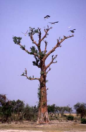 photo of Senegal, around Kaolack, birds on a baobab tree. The legend tells that once the gods became angry with the baobab for not being satisfied with its richness and pulled it up by its roots, and replanted it upside down