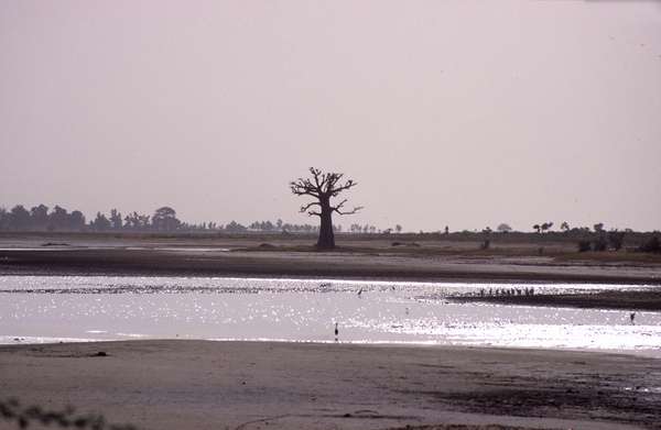 photo of Senegal, around Kaolack, lonely Baobab tree in the salt flats (salines) along the Sine Saloum delta. Some areas of this saltmarsh and lagoon are exploited for the production of salt
