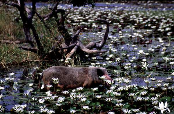 photo of Senegal, waterplants with white flowers and a pig at the border of a lake