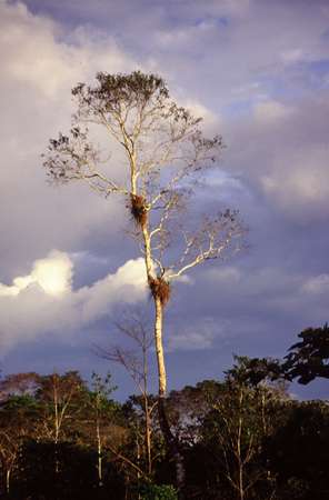 photo of Senegal, high tree in the savanna