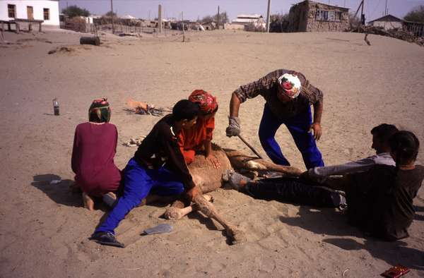 photo of Turkmenistan, Kara Kum desert, around Yerbent (Jerbent), Turkmen family burning an identification mark on a camel calf