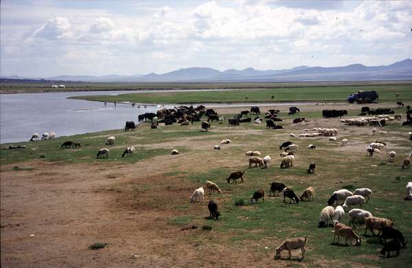 photo of Southern Tuva, border with Mongolia, cattle at the border of lake Tore-Khol