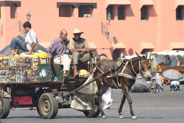 jemaa-el-fna-horse-carriage-6406