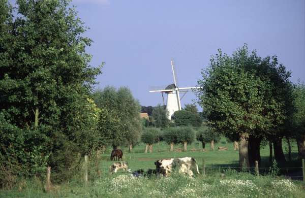 photo of Belgium, Flemish countryside, around Gent (Ghent), fields with cows and wind mill