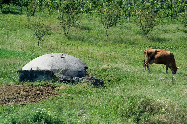 Albania photo: Communist era defensive Albanian bunker with cow. Concrete dome shelter - bunker built during Enver Hoxha's rule all over Albania as protection against a foreign invasion. 